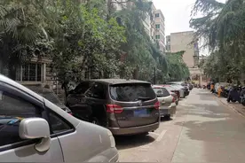 小区树上滴“松油”，树下车辆遭了殃，该咋办？图片