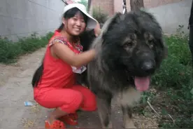 主人担心藏獒夏天受不了热，带到宠物店剪毛，结果让她悔不当初图片