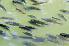 反向出口欧美的“入侵物种”，了不起的罗非鱼，不该被“唾弃”？图片