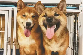 哈尔滨柴犬兄弟“英俊”“大蒜”，是安字片最靓的仔图片