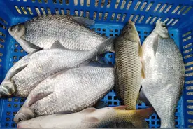 鱼塘水质有问题，调水留意先改底：夏季鱼塘底质养护建议图片