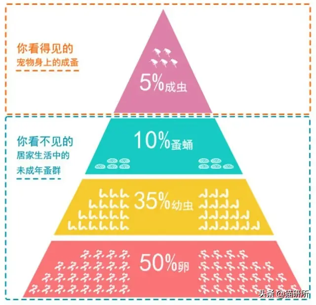 消灭99.99%的跳蚤，养宠家庭超实用灭蚤秘籍来了