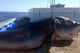 江苏渔民误捕4吨重大鲨鱼！人被鲨鱼攻击怎么办，它有多凶猛？图片
