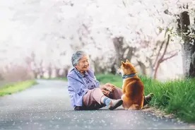 日本81岁奶奶和柴犬同患老年痴呆，分开2年后感人一幕发生了图片