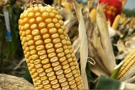 这几个玉米新品种，最适宜在黄淮海种植，最高亩产2778斤图片