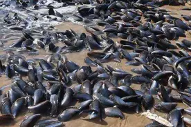 清道夫鱼不能清洁，反倒成为入侵物种，口味太重，吃货都无能为力图片