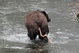 绦虫是如何寄生在动物体内的？这是何操作？有人竟吞食绦虫来减肥图片