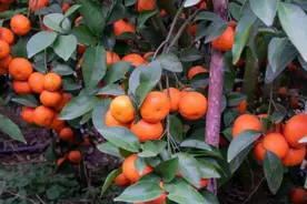 柑橘如何才能增甜减酸？田间管理很重要，叶面喷施肥料很关键图片