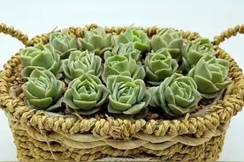 可爱玫瑰，多肉中最像玫瑰花的品种，出了状态颜色粉嫩，浪漫十足图片