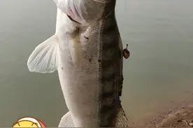 安徽一水库出现“狗牙鱼”，半米多长，非常凶猛，像是鲈鱼图片