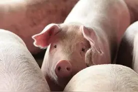 @西昌养猪户，政府发补助了，快看你能领多少图片