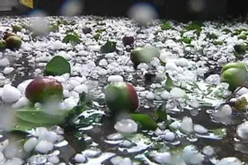 天灾人祸不断来袭，陕西洛川，甘肃等多个苹果主产区遭遇冰雹袭击图片