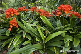 人食用的白醋可以浇花吗？其实正确用白醋浇花可使花长得更好看图片