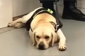 警犬为啥“见肉不吃”？记者带您探寻背后真相图片