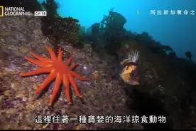 可爱的海星，它们觅食的瞬间图片