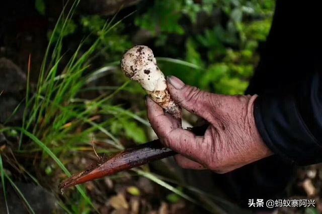 国宴第一道菜松茸花胶 2026年松茸花胶汤