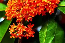 八月桂花香图片