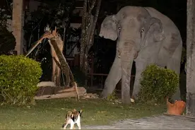 野生大象闯入民居找食物，谁来驱赶都不怕，却败给了一只3岁猫咪图片