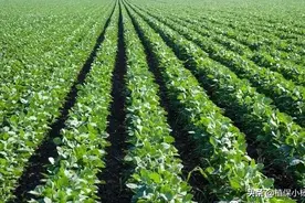 一篇文章弄清芸苔素内酯与胺鲜酯的区别与用法图片