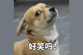 开心一刻｜一个人要不正经，连头疼都是偏的图片