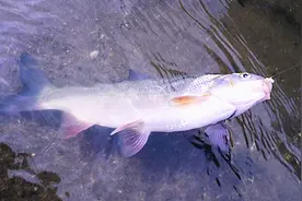 郑州黄河边野钓 连着不停一直上鱼 一会上了4条鲤鱼