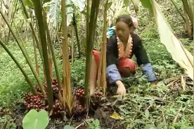 香格里拉：这里生长着中国最好的香料，也是一种最好的食材！
