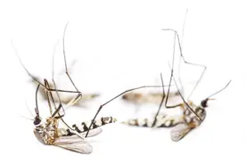 教你自制灭蚊水，放在家里，蚊子来一只死一只，家家户户都需要视频封面