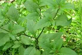 农村路边的野菜，在城里卖100元一斤被哄抢，是最佳的抗癌食材！