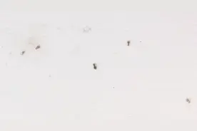 厨房小黑虫烦人难驱除？教你这个窍门，彻底消灭它，再也不会有视频封面