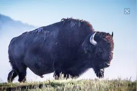 此动物是美国国兽，曾有数千万只被嫌弃，如今被杀的只剩20只视频封面