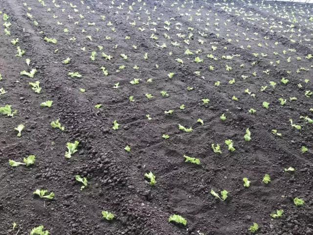 春风盎然，扑鼻草莓香