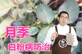 月季叶片上染白粉病，杜绝这几点就可以防治