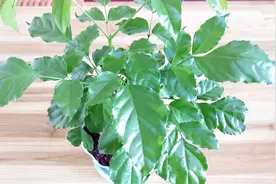 绿宝还是幸福树？简单2招，让你分分钟就辨别出来！视频封面