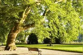 夏天要来了，梧桐开始发芽了，关于梧桐你了解多少呢？