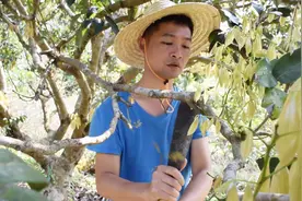 找到了！导致荔枝减产的罪魁祸首，原来是它，这种阴枝必须修剪掉视频封面