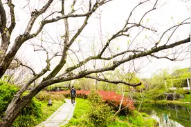 杭州西溪湿地洪园踏春，满园春色游人如织视频封面
