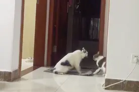 两只猫咪吵架，战况一次比一次激烈，猫语十级来翻译一下！视频封面