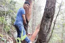 广西农村小伙手把手教你割松脂，这里有最全的松脂采割教程