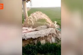 宁晋“污水浇麦”致小麦大面积枯死 涉事企业渗坑排污3人被抓视频封面