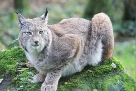 猞猁：吃狼的凶兽 刀锋般大爪子 老鼠看见在劫难逃！视频封面