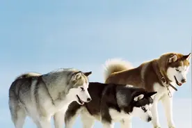 美女训犬师教您如何搞定咬人柴犬，21天教会19个科目！视频封面