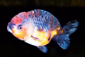 金鱼肚子后面拖根长线？那是得了消化不良病