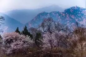 还去什么林芝！近郊这个“秘密花园”里十万桃花花开成海，许你三生三世的浪漫图片