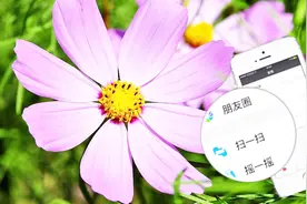 教你打开微信识别功能，扫一扫路上的花花草草，能识别名称视频封面