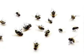 教你一个妙招，家里苍蝇、蚊子、小飞虫来一只灭一只，再也不烦恼视频封面