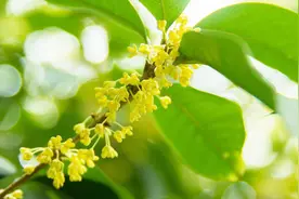 微信就能分辨各种花花草草，有了它大家都是植物专家，简单实用视频封面