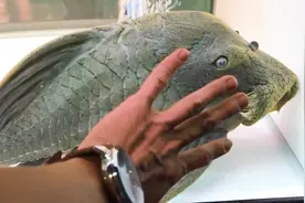 见过这么大的“清道夫”么？视频封面