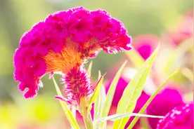 涨知识了！这种花不仅能用来治疗妇科病，味道还非常不错！