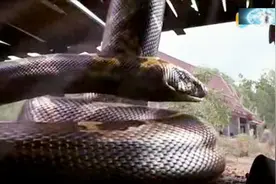 泰国版狂蟒之灾！这大蟒蛇是开挂了吗？视频封面