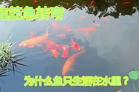 为什么鱼只能生活在水里？什么动物天天熬夜？这些答案太搞笑！